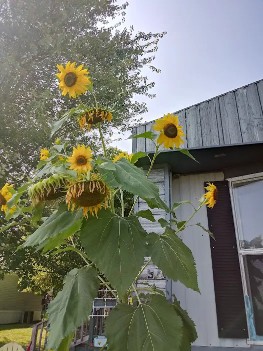 Country Manor Mobile Home Park Picture 5
