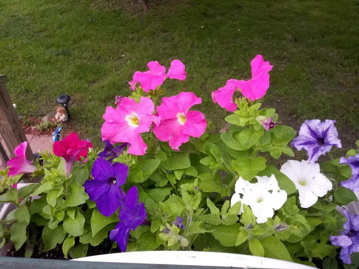 Country Manor Mobile Home Park Picture 8