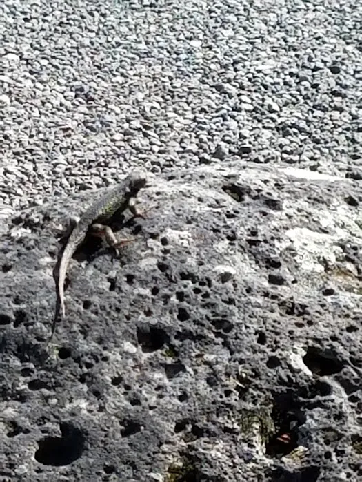 BLM Pit River Campground Picture 10