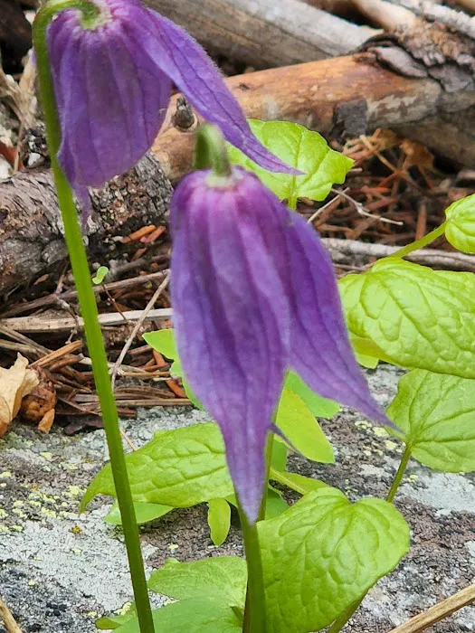 Mill Creek Campground Picture 2