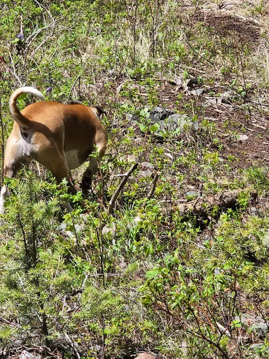 Mill Creek Campground Picture 4