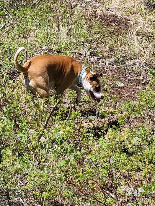 Mill Creek Campground Picture 5