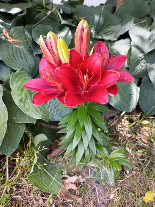 Cameahwait Campground Picture 7