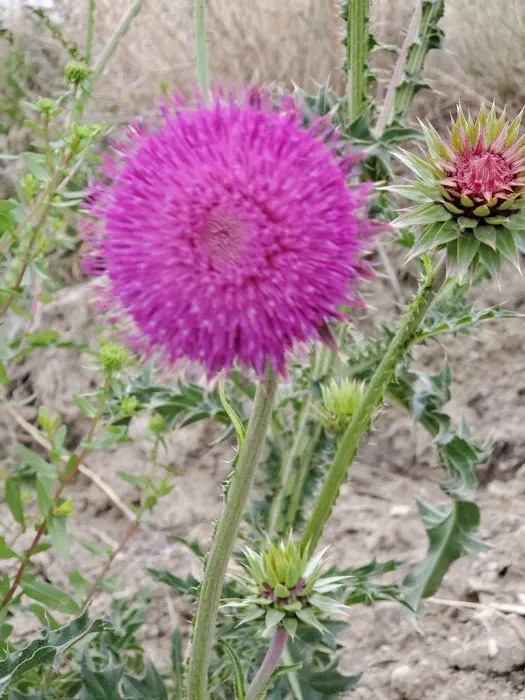 White Sandy Campground - U.S. Bureau of Land Management Picture 3