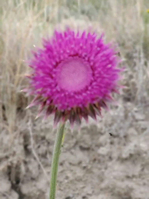 White Sandy Campground - U.S. Bureau of Land Management Picture 2