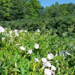 Mitchell Bros. Mobile Home Park & RV Campground