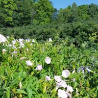 Mitchell Bros. Mobile Home Park & RV Campground ico