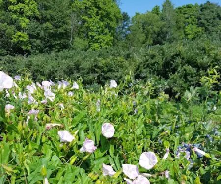 Mitchell Bros. Mobile Home Park & RV Campground