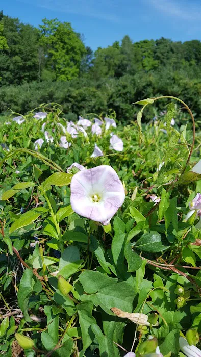 Mitchell Bros. Mobile Home Park & RV Campground Picture 3