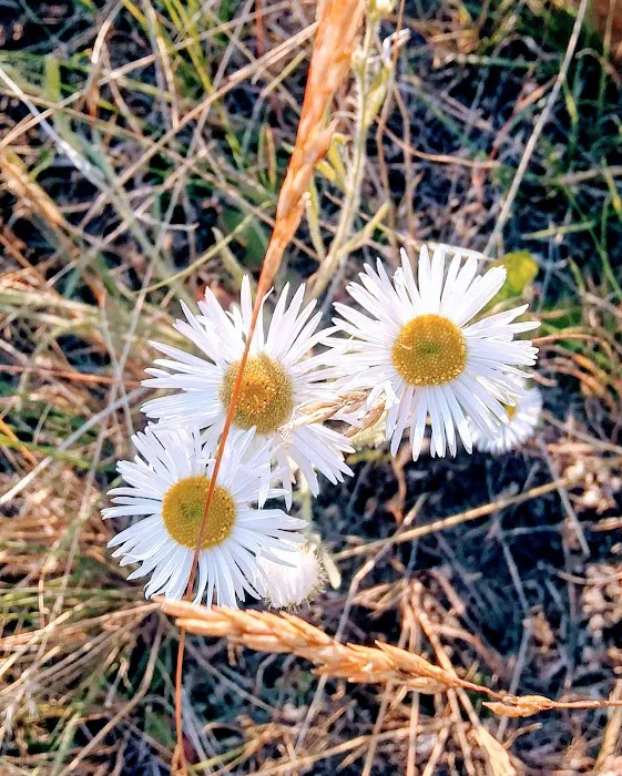 Court Sheriff Campground Picture 10