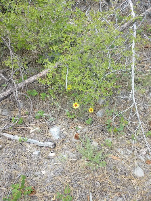 Coulter Campground Picture 10