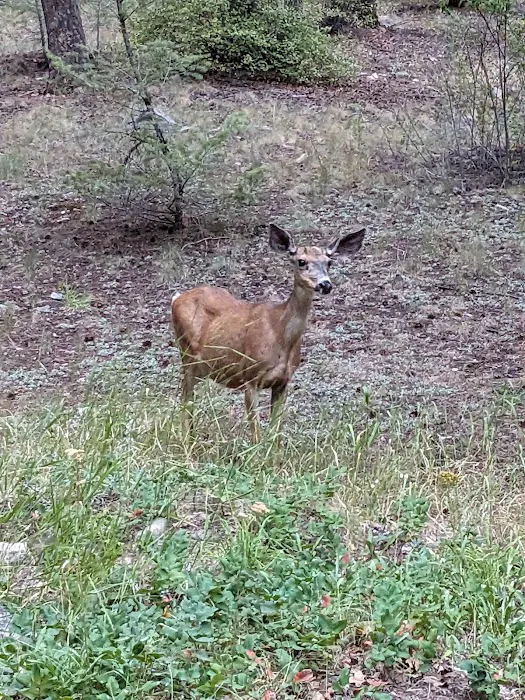 Tin Cup Campground Picture 4