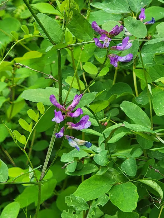 Pine Valley Extreme Picture 6