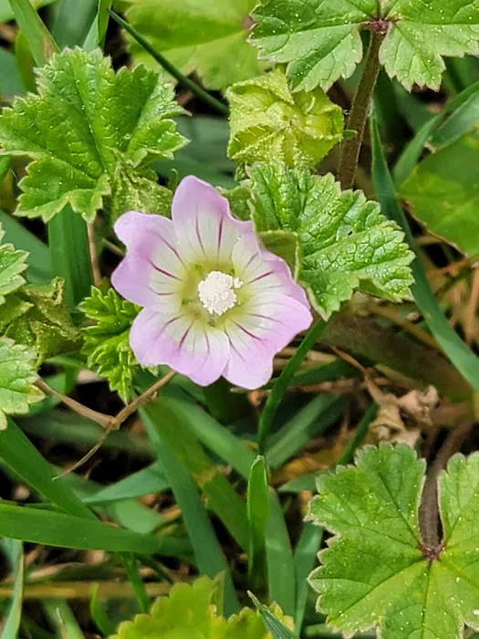 Pine Valley Extreme Picture 5