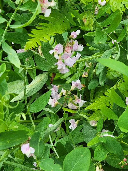 Pine Valley Extreme Picture 7