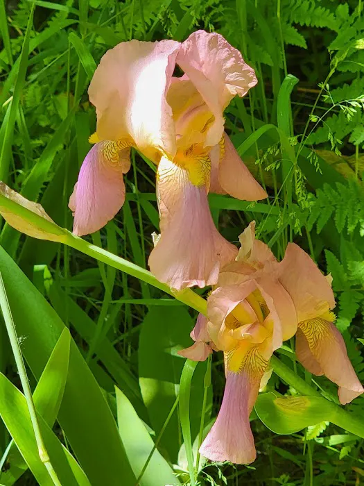 Pine Valley Extreme Picture 1