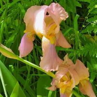 Pine Valley Extreme ico