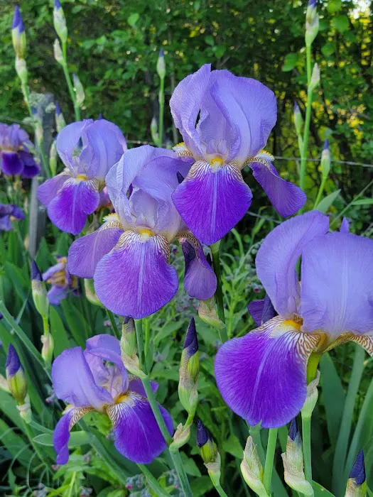 Pine Valley Extreme Picture 4