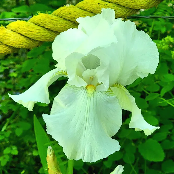 Pine Valley Extreme Picture 9