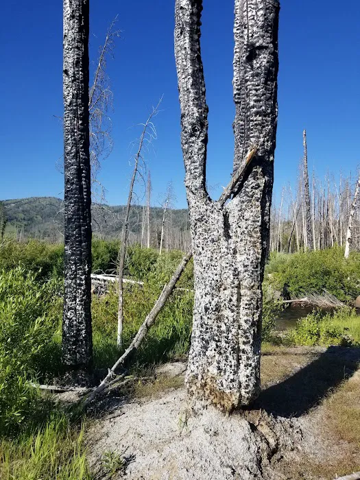 Elk Creek Campground (Sawtooth NF) Picture 10
