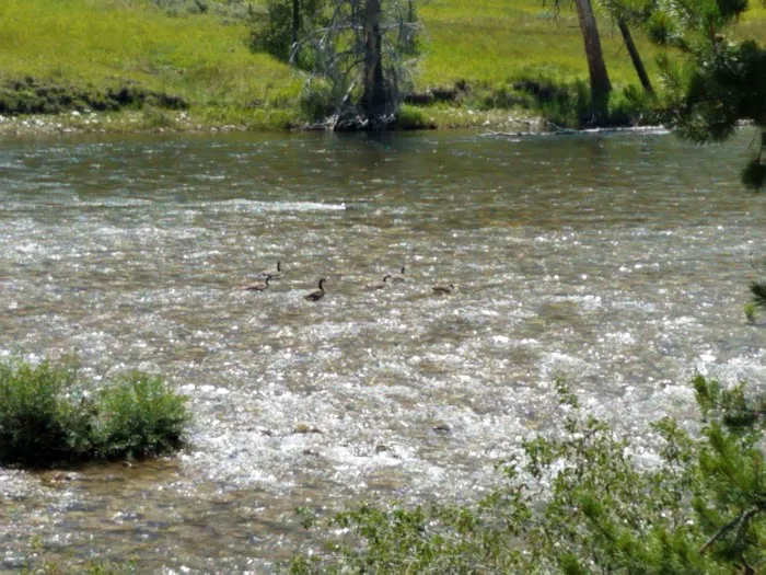 Salmon River Campground Picture 7