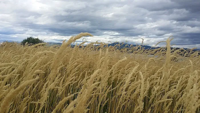 French Creek Campground Picture 9