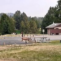 Blue Heron Campground ico