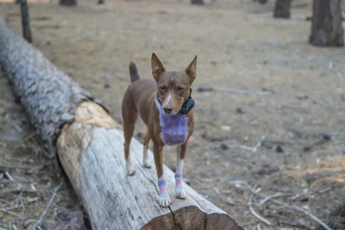 Hayward Flat Campground Picture 1