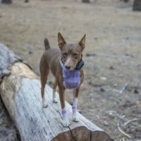 Hayward Flat Campground ico