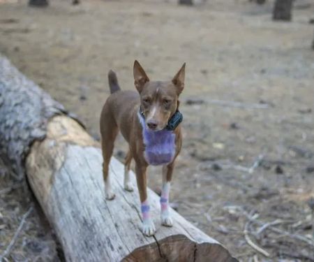 Hayward Flat Campground