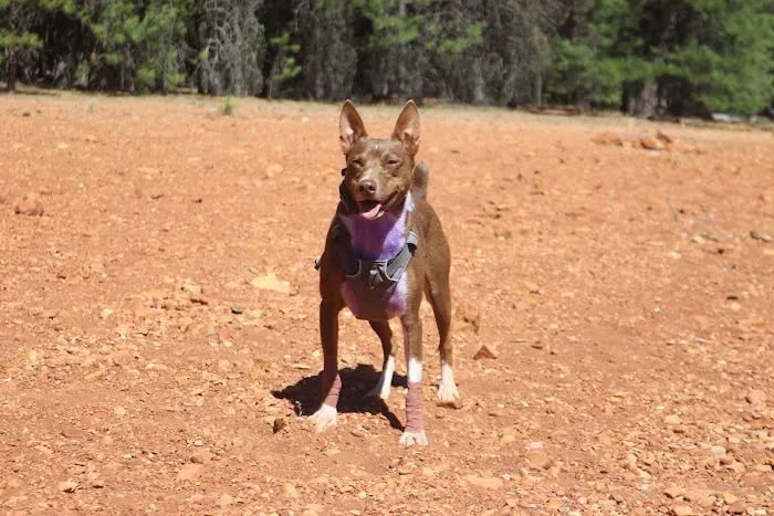 Hayward Flat Campground Picture 9