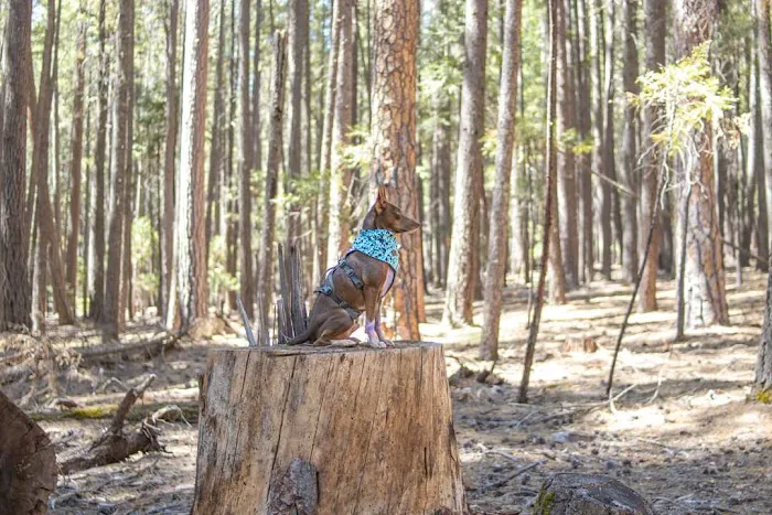 Hayward Flat Campground Picture 3