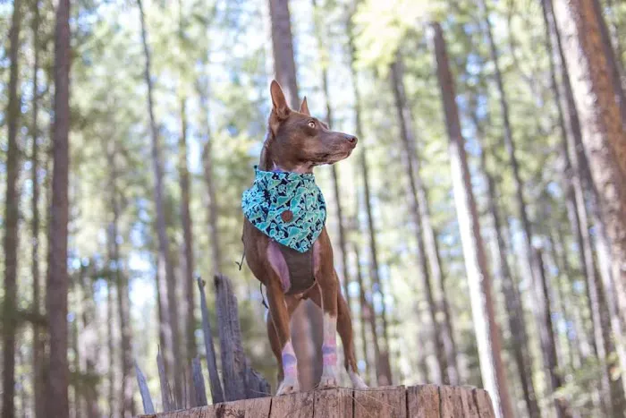 Hayward Flat Campground Picture 2