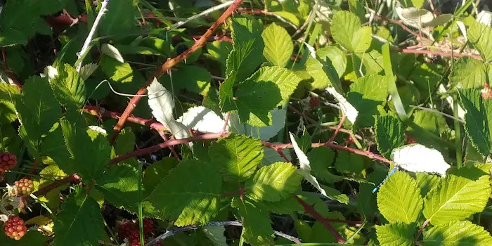 Tannery Gulch Cg-f Picture 7