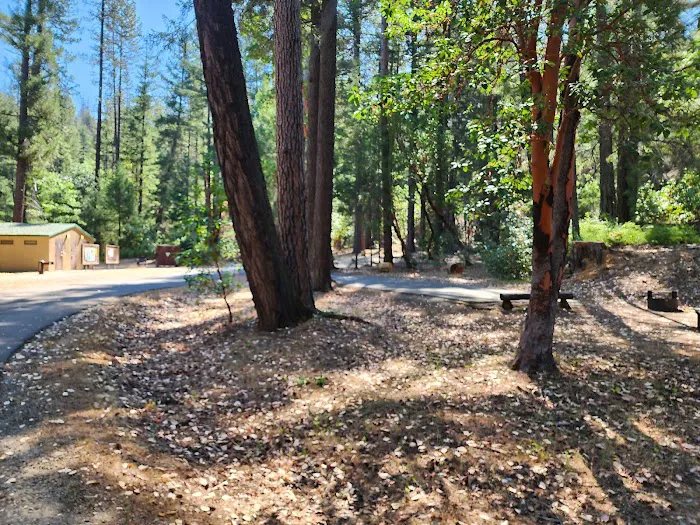 Douglas City Campground Picture 5
