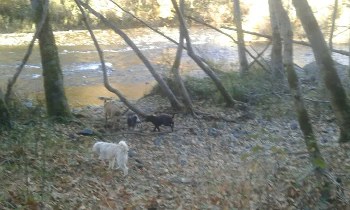 Steel Bridge Campground Picture 6