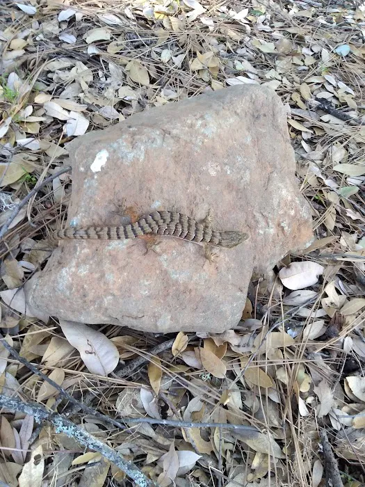 River Oaks Resort Picture 5