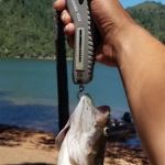 Arbuckle Flat Campground