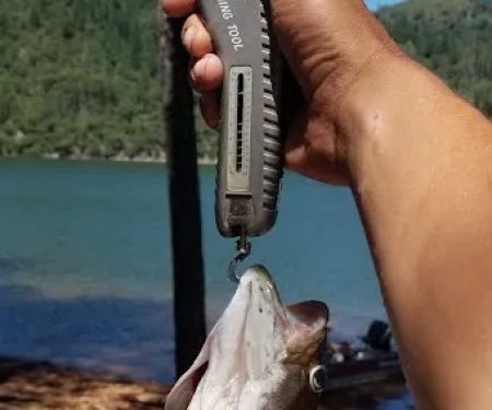 Arbuckle Flat Campground