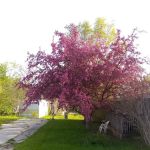 Pheasant Run Mobile Home