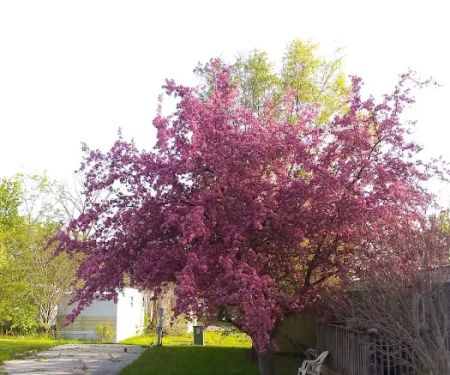 Pheasant Run Mobile Home