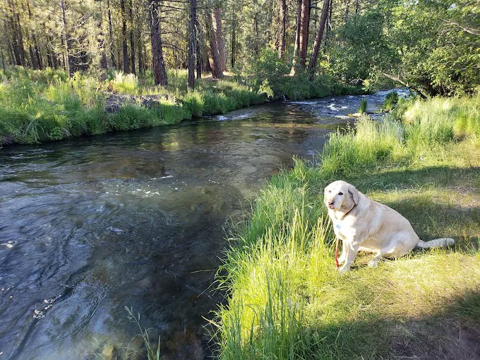 Old Station Campground Picture 4