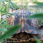 Dumont Creek Estates