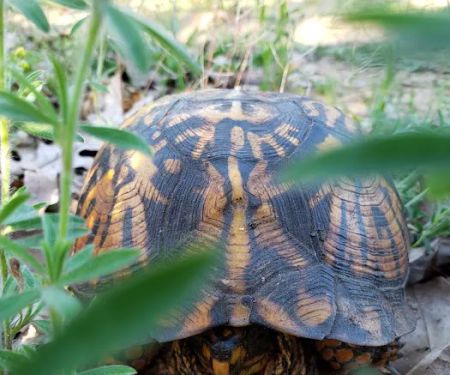 Dumont Creek Estates