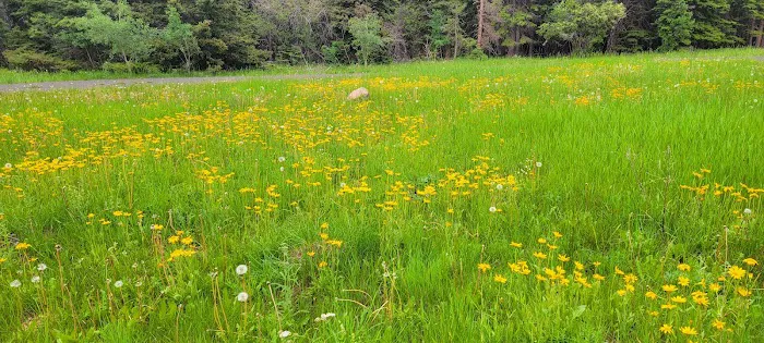 Pike Gulch Campground Picture 4