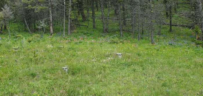 Pike Gulch Campground Picture 9