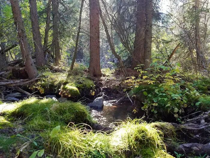 Pike Gulch Campground Picture 6
