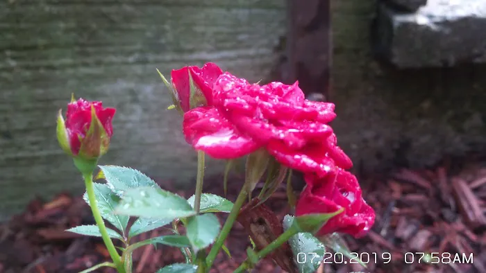 Dogwood Manor Picture 2