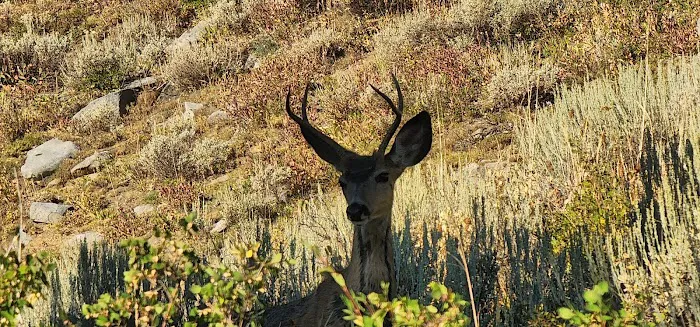 Bassar Diggins Picture 9