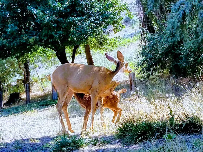 Spring Recreation Site Picture 10